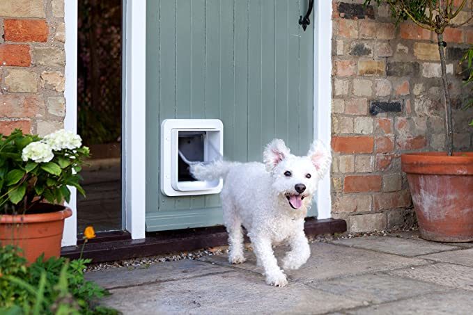 Leash Training A Dog