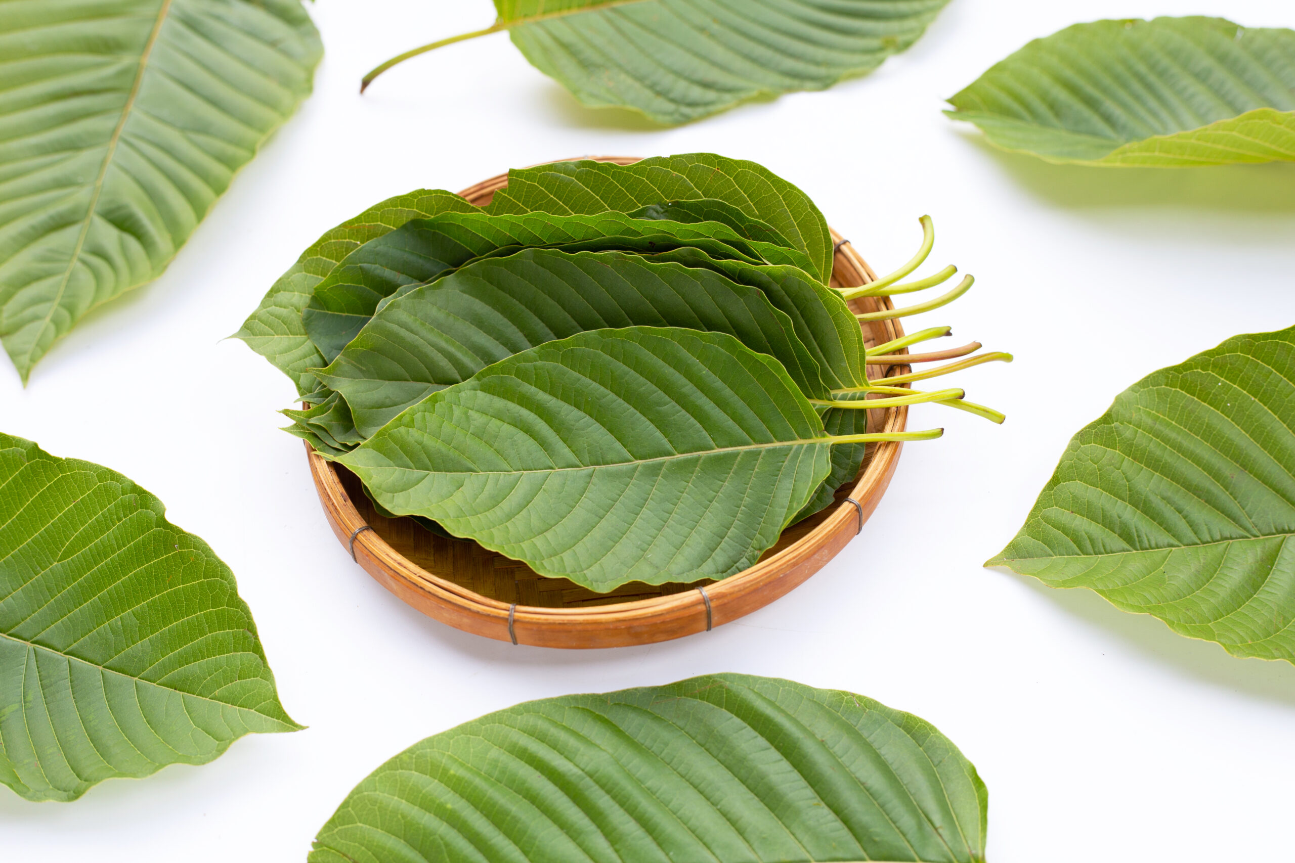 White vein bali kratom: a natural energy and focus booster